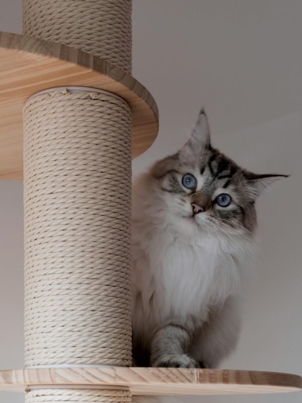 pexels-jasmine-pang-232852617-13132067 pexels-jasmine-pang-232852617-13132067